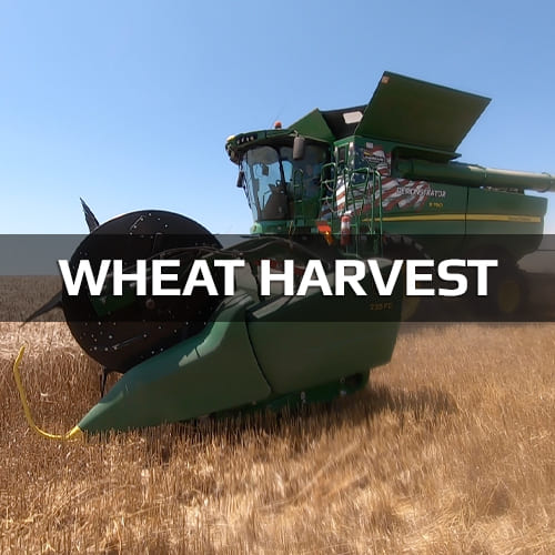 Wheat Harvest